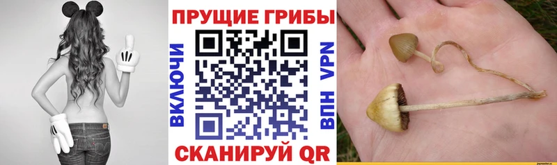 Псилоцибиновые грибы мухоморы  где продают наркотики  mega вход  нарко площадка Telegram  Киреевск 